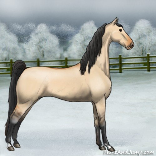 Horse Color:Bay Dun
