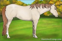 Horse Color:Smoky Grullo Pearl Sabino 