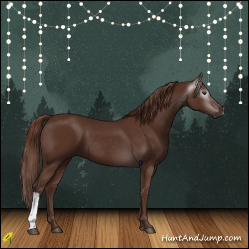 Horse Color:Gray Chestnut 