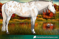 Horse Color:Red Dun Appaloosa and Bay Dun Appaloosa