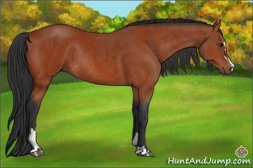 Horse Color:Bay Sabino Rabicano and Bay Sabino Rabicano
