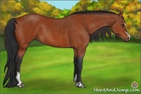 Horse Color:Bay Sabino Rabicano and Bay Sabino Rabicano