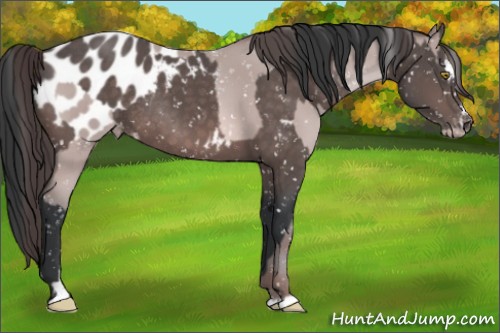 Horse Color:Platinum Sable Champagne Sabino Appaloosa Rabicano  and Platinum Brown Sabino Appaloosa Rabicano 