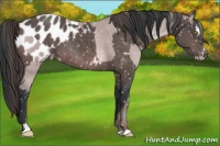 Horse Color:Platinum Sable Champagne Sabino Appaloosa Rabicano  and Platinum Brown Sabino Appaloosa Rabicano 