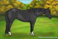 Horse Color:Black  and Black 