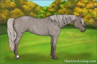 Horse Color:Silver Blue Roan Sabino 
