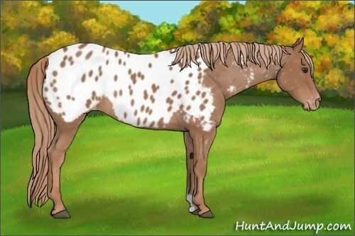 Horse Color:Chestnut Appaloosa 
