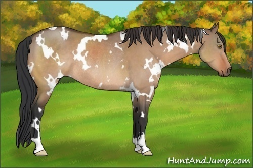 Horse Color:White Spotted Brown Dun Rabicano 