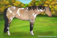 Horse Color:White Spotted Brown Dun Rabicano 