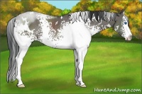 Horse Color:White Spotted Grullo Splash Rabicano