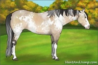 Horse Color:White Spotted Brown Dun Splash Rabicano