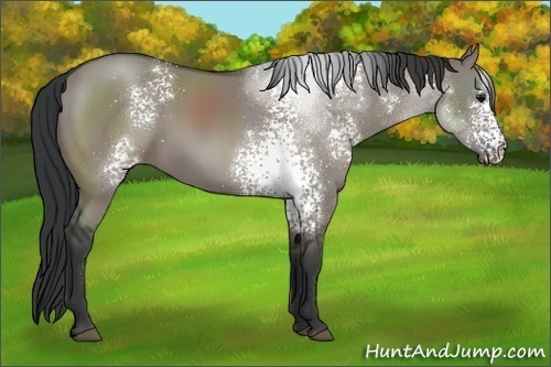 Horse Color:White Spotted Grullo Sabino 