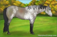Horse Color:White Spotted Grullo Sabino