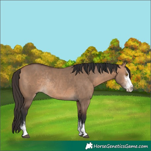 Horse Color:Bay Dun Sabino Rabicano
