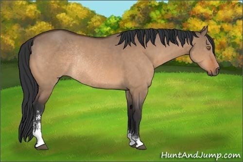 Horse Color:Bay Dun Sabino Rabicano 