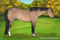 Horse Color:Bay Dun Sabino Rabicano 