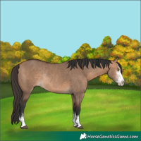 Horse Color:Bay Dun Sabino Rabicano 