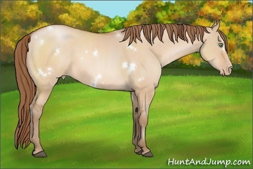Horse Color:White Spotted Brown Pearl Dun 