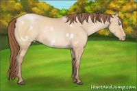Horse Color:White Spotted Brown Pearl Dun 