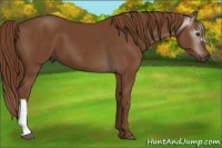 Horse Color:Gray Chestnut 