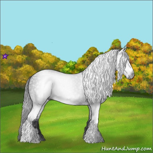 Horse Color:Gray White Spotted Black 