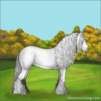 Horse Color:Gray White Spotted Black 