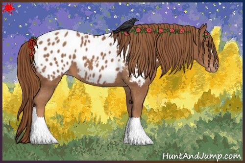 Horse Color:Chestnut Appaloosa 