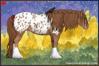 Horse Color:Chestnut Appaloosa