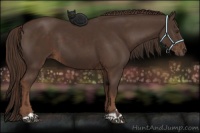 Horse Color:Liver Chestnut and Liver Chestnut