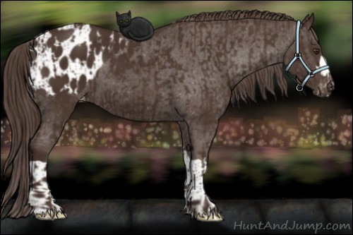 Horse Color:Liver Chestnut  and Liver Chestnut Appaloosa 
