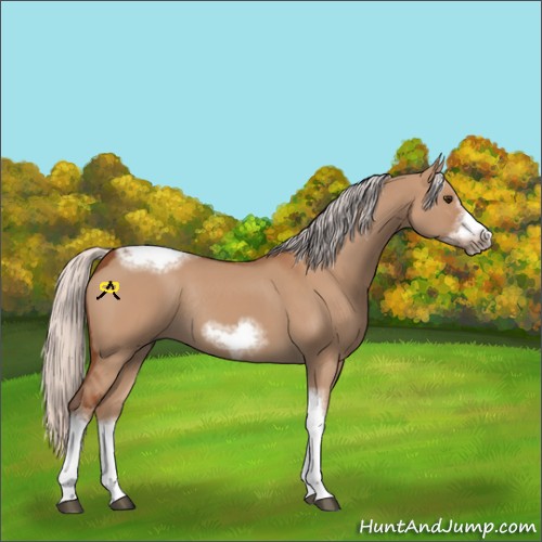 Horse Color:Silver Bay Dun Sabino Tobiano Frame Rabicano 