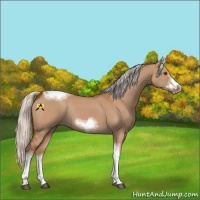 Horse Color:Silver Bay Dun Sabino Tobiano Frame Rabicano 