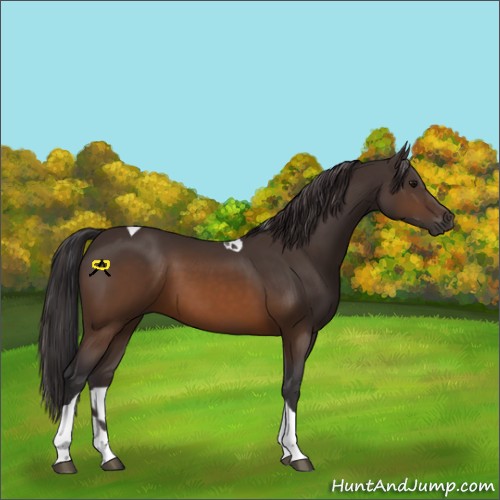 Horse Color:Buckskin Tobiano 
