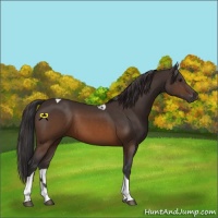 Horse Color:Buckskin Tobiano 