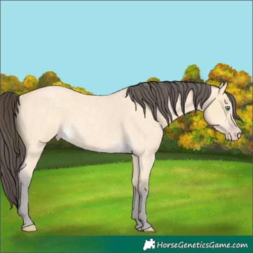 Horse Color:Amber Cream Champagne Roan 