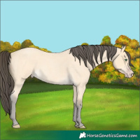 Horse Color:Amber Cream Champagne Roan 