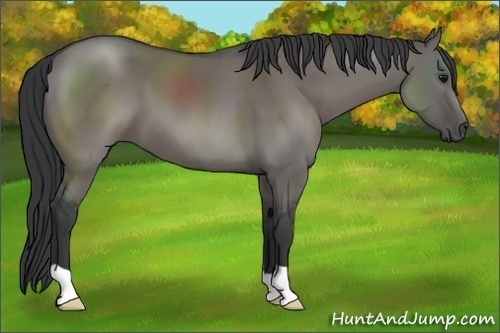 Horse Color:Grullo 