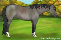 Horse Color:Grullo