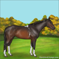 Horse Color:Buckskin Tobiano 
