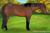 Horse Color:Void Bay Tobiano Appaloosa 