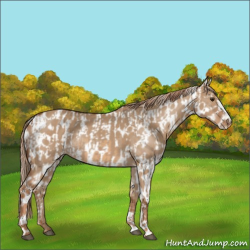 Horse Color:Red Dun  and Red Dun Appaloosa 