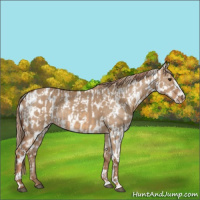 Horse Color:Red Dun and Red Dun Appaloosa