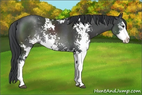 Horse Color:Black Sabino Rabicano 