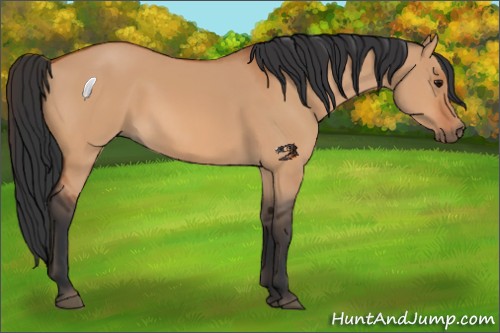 Horse Color:Bay Dun 