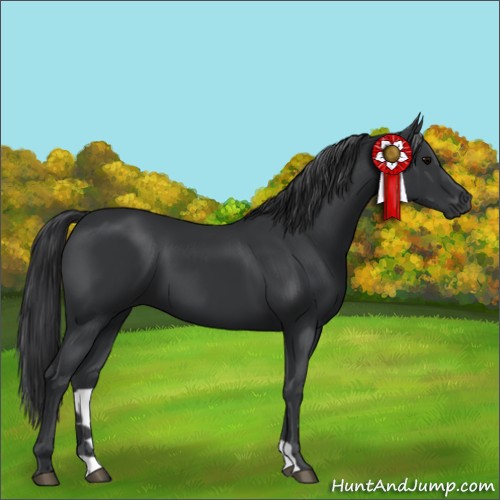 Horse Color:Black 
