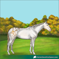 Horse Color:Buckskin Dun Appaloosa Rabicano