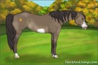 Horse Color:Smoky Grullo Frame 