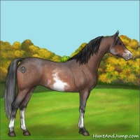 Horse Color:White Spotted Brown Roan Frame