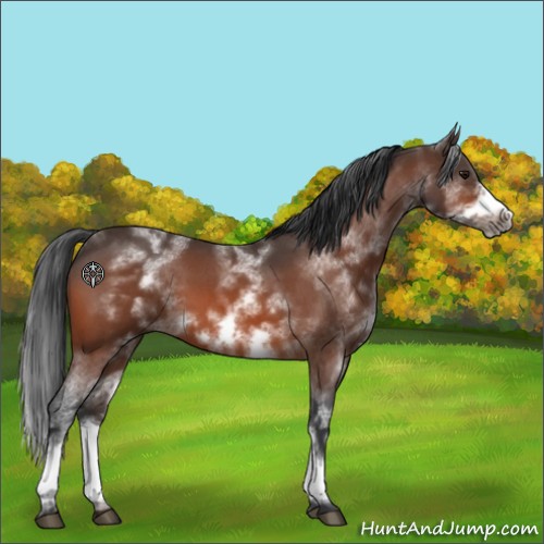 Horse Color:White Spotted Bay Roan Frame