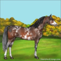Horse Color:White Spotted Bay Roan Frame